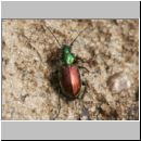 Agonum sexpunctatum - Laufkaefer 01a 9mm.jpg